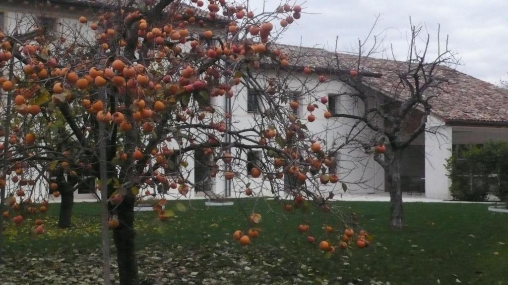 Caspineda Agriturismo Montebelluna Exterior foto